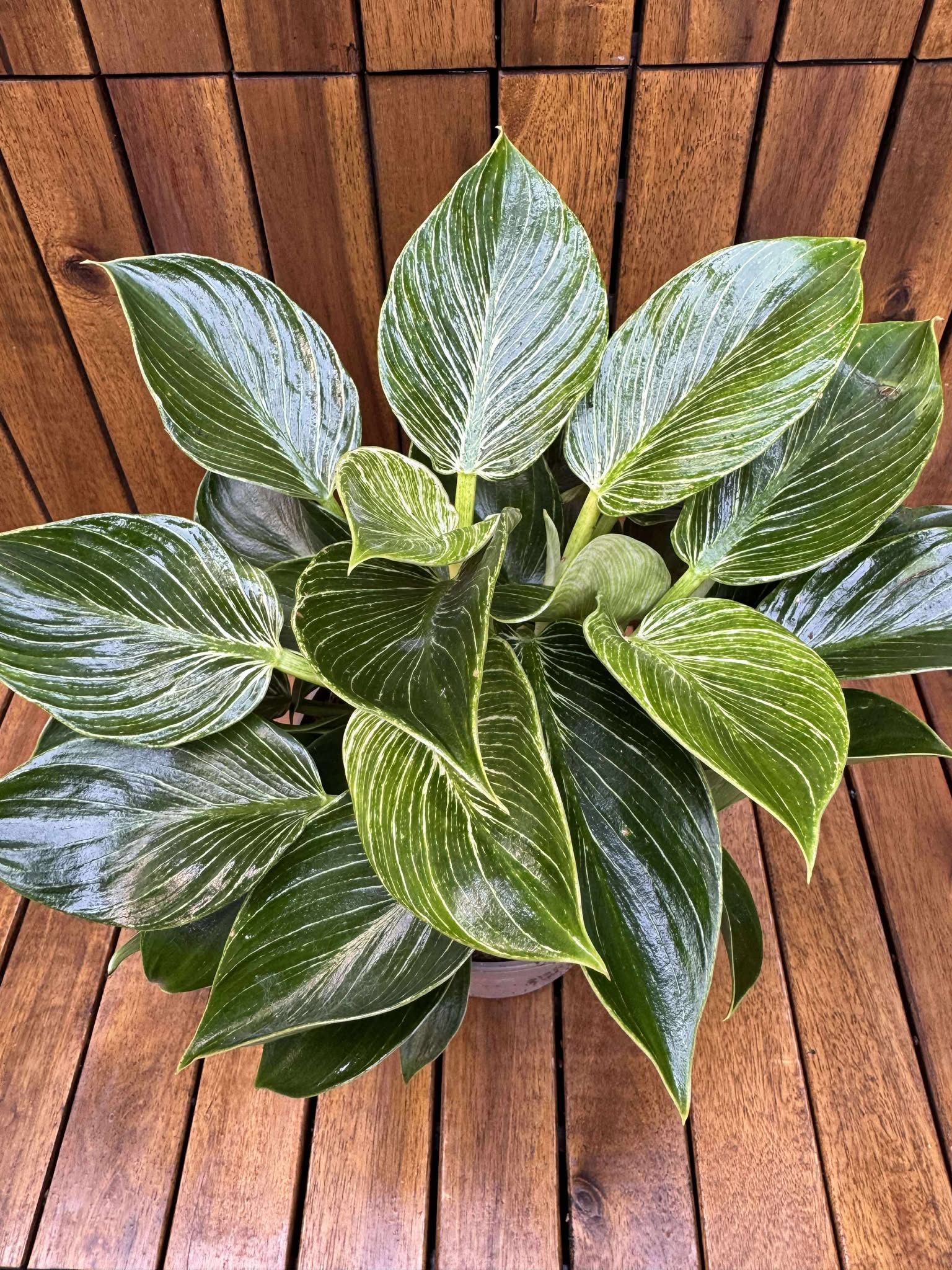 Philodendron Birkin