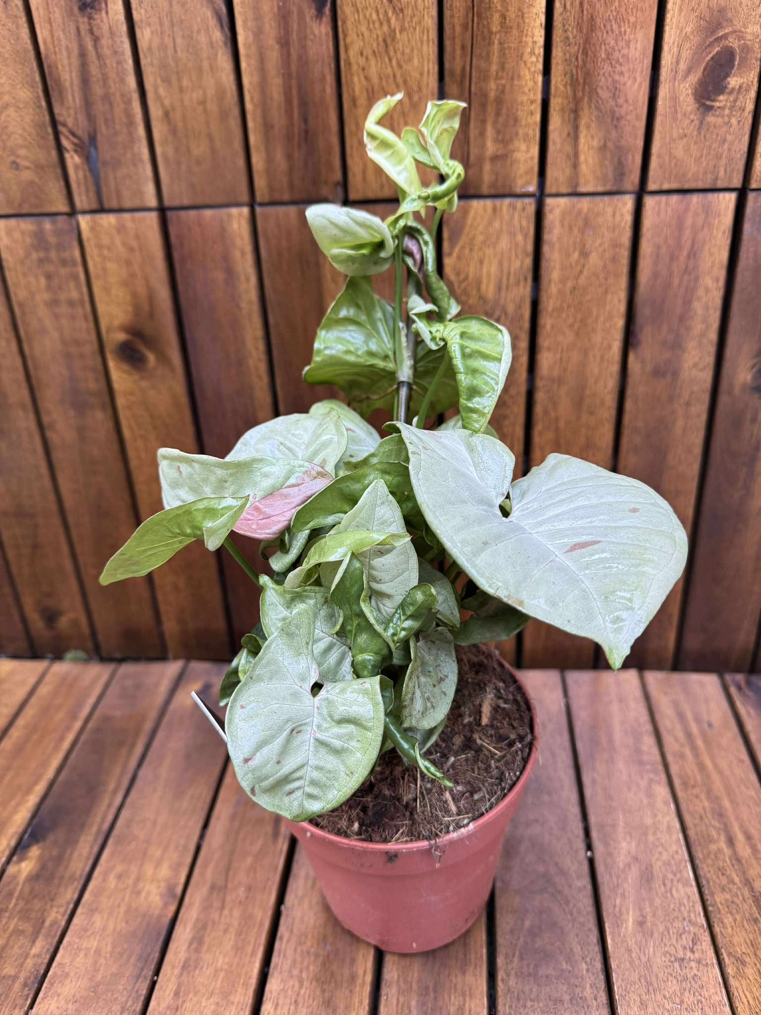 Syngonium Milk Confetti