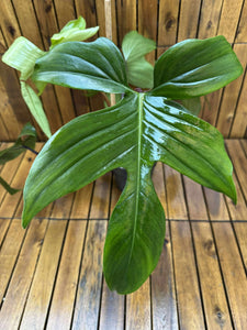 Philodendron Green Florida