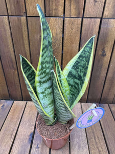 Sansevieria Futura Superba