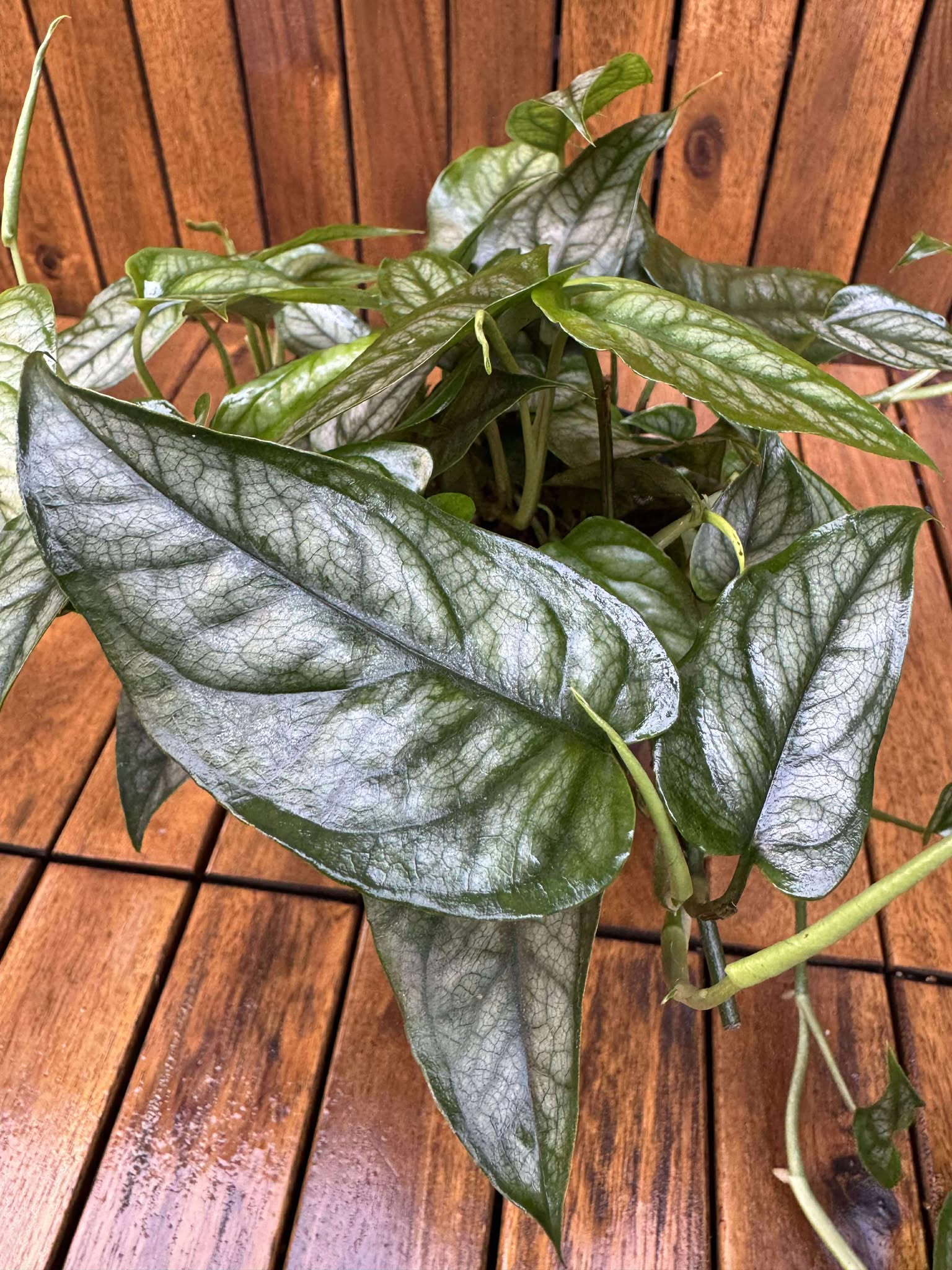 Monstera Siltpecana