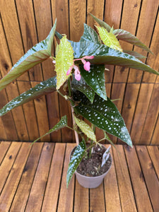 Begonia Maculata Silver Spot