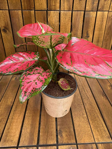 Aglaonema China Red