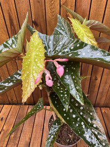 Begonia Maculata Silver Spot