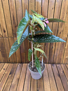Begonia Maculata Silver Spot
