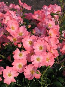 Trandafir in ghiveci Pink Blancket