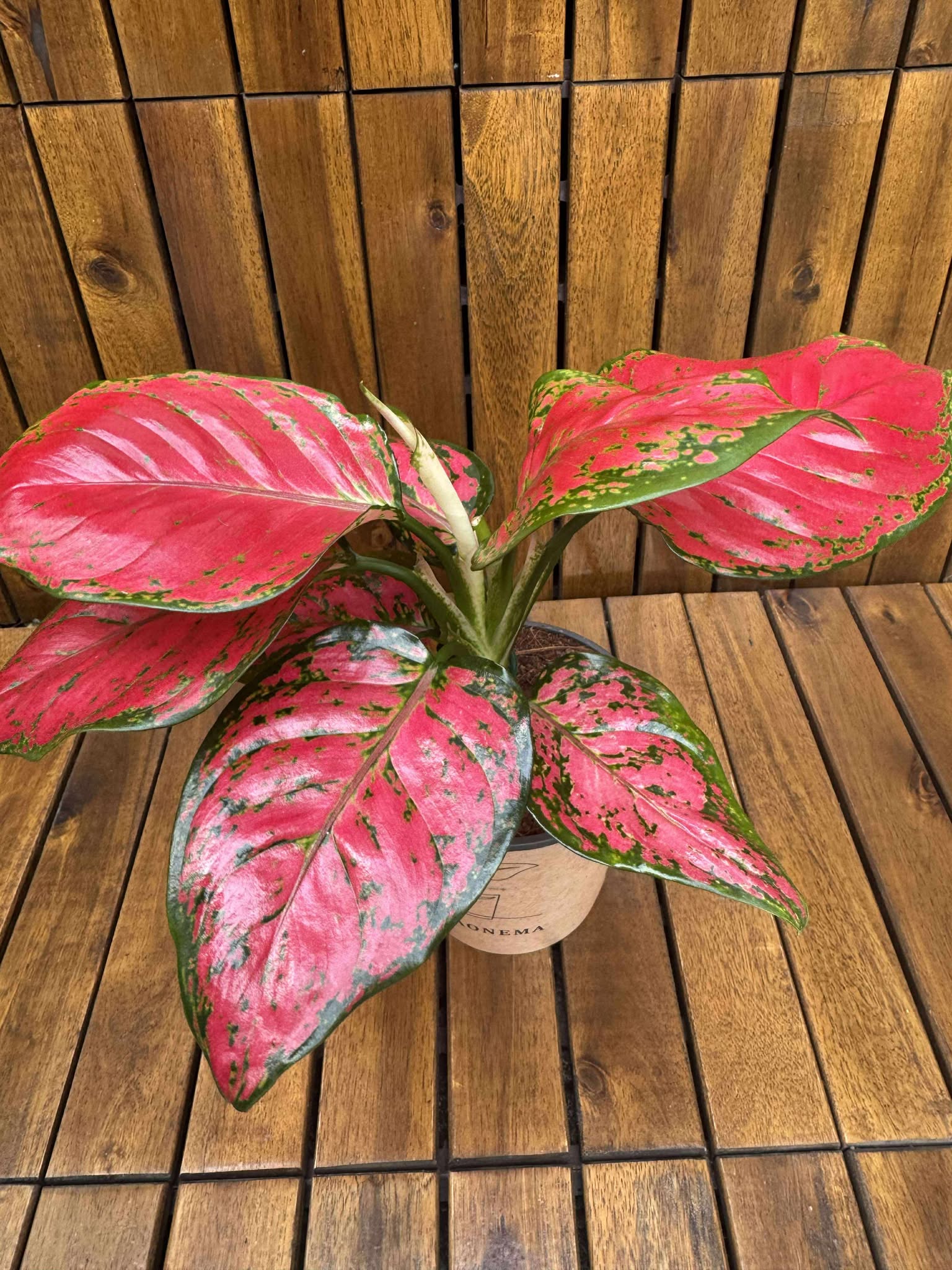 Aglaonema China Red