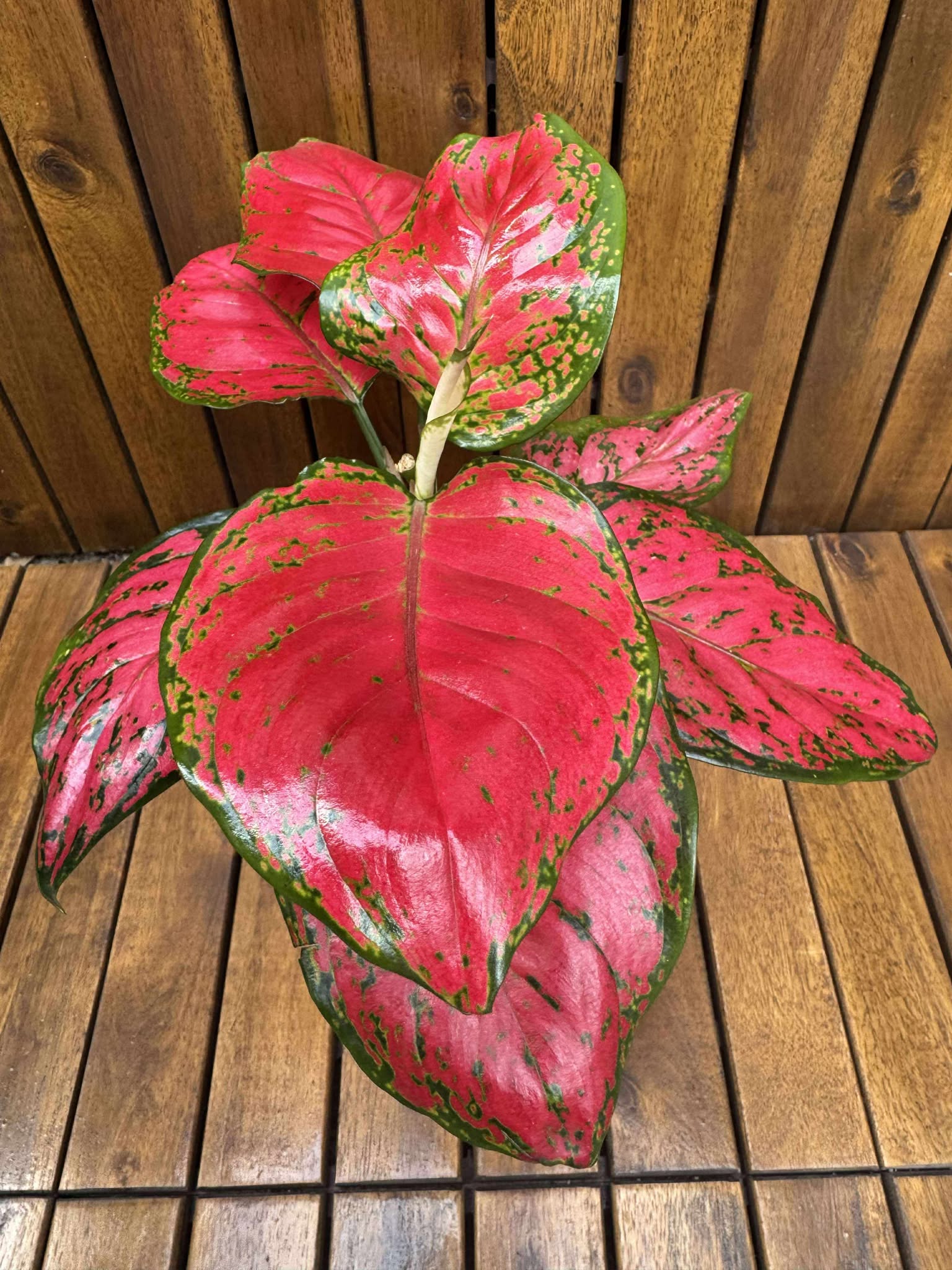 Aglaonema China Red