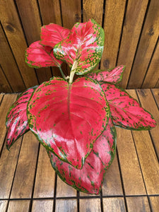 Aglaonema China Red
