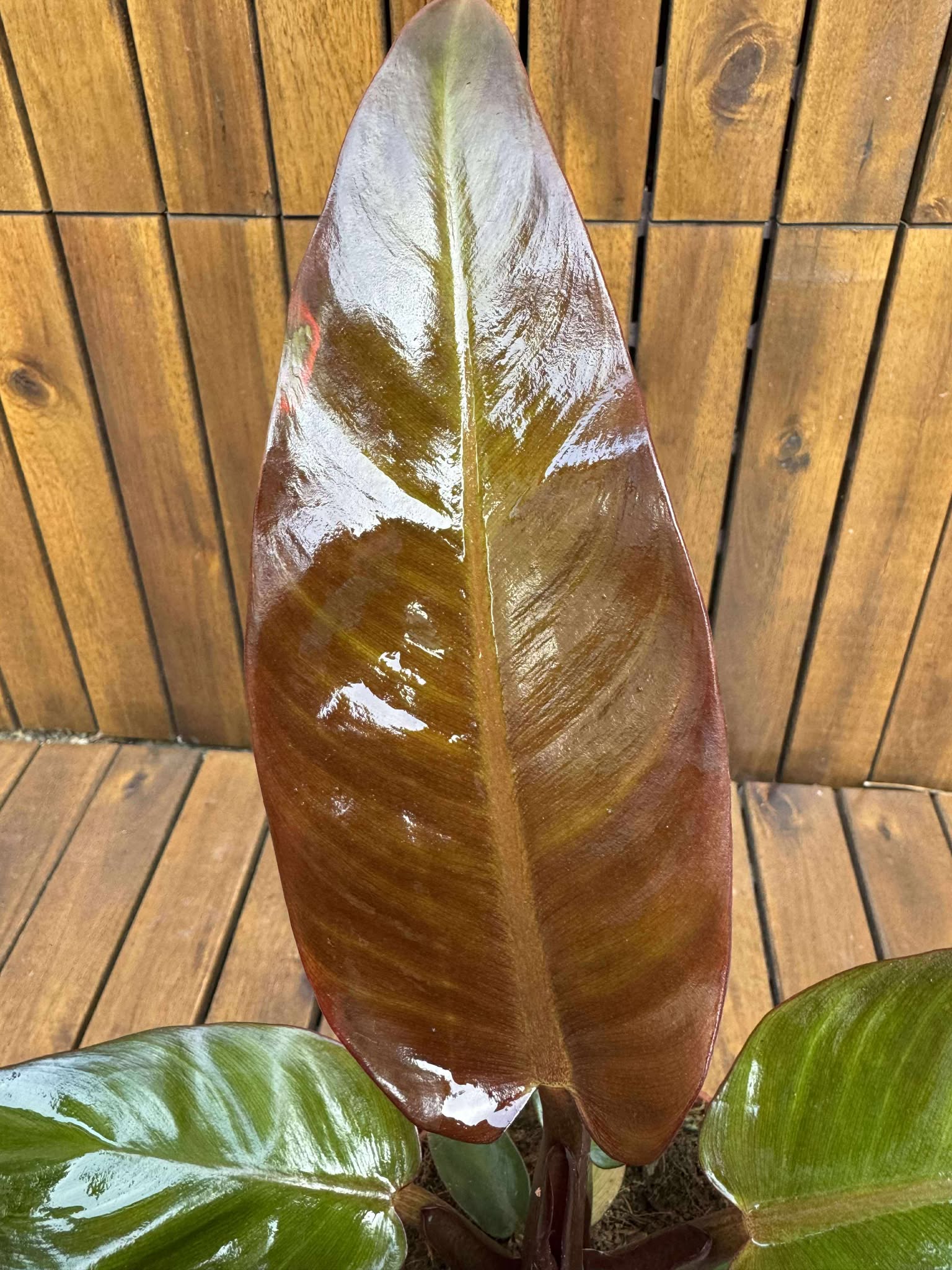 Philodendron McColley's Finale