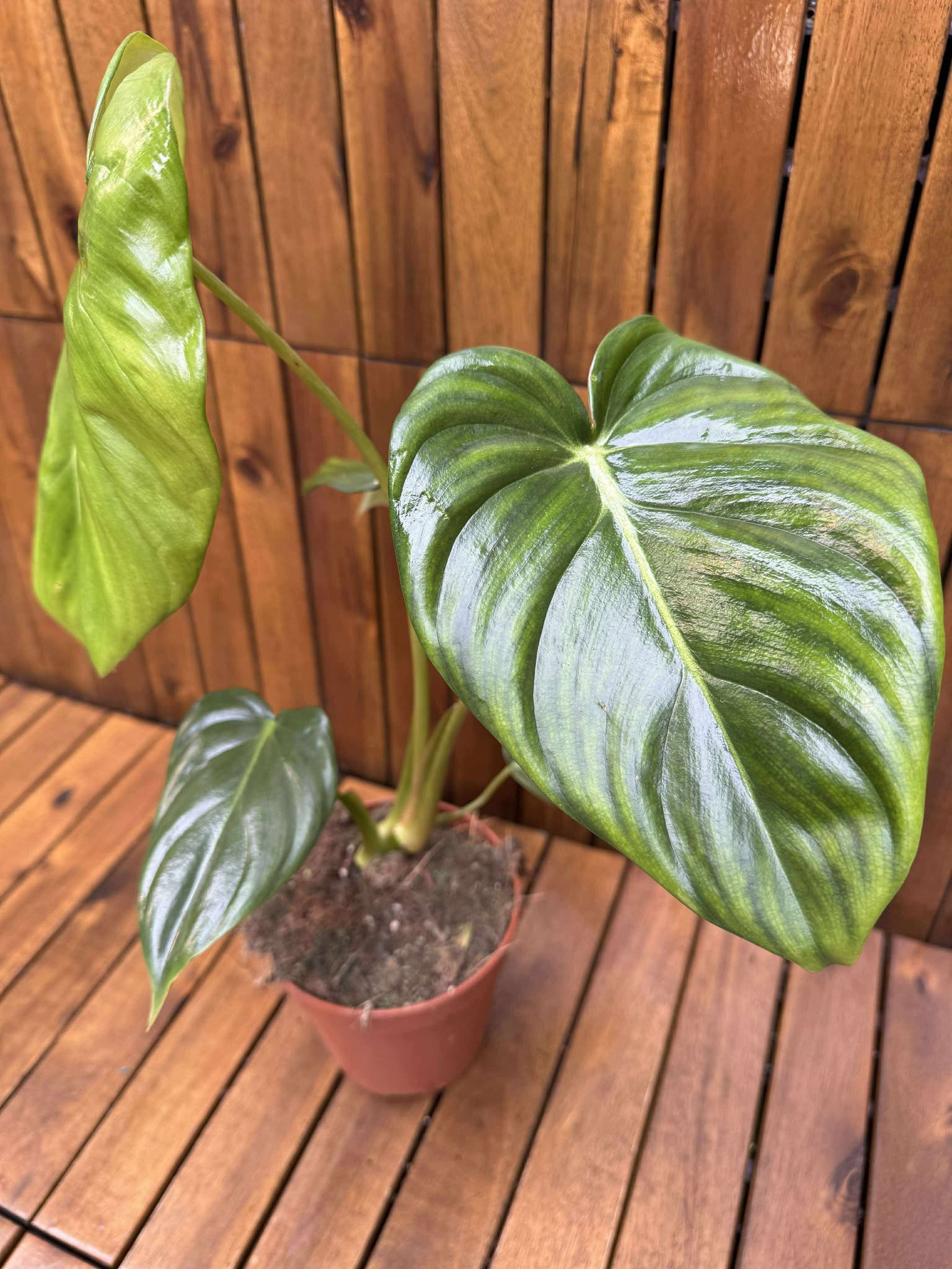 Philodendron Pastazanum