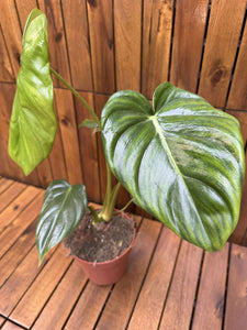 Philodendron Pastazanum