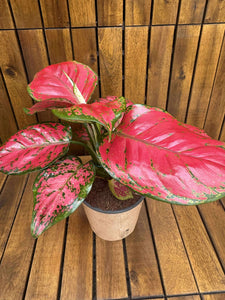 Aglaonema China Red