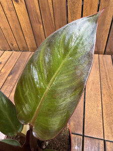 Philodendron McColley's Finale