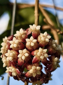 Hoya Callistophyla D12