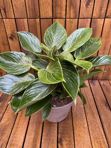 Philodendron Birkin