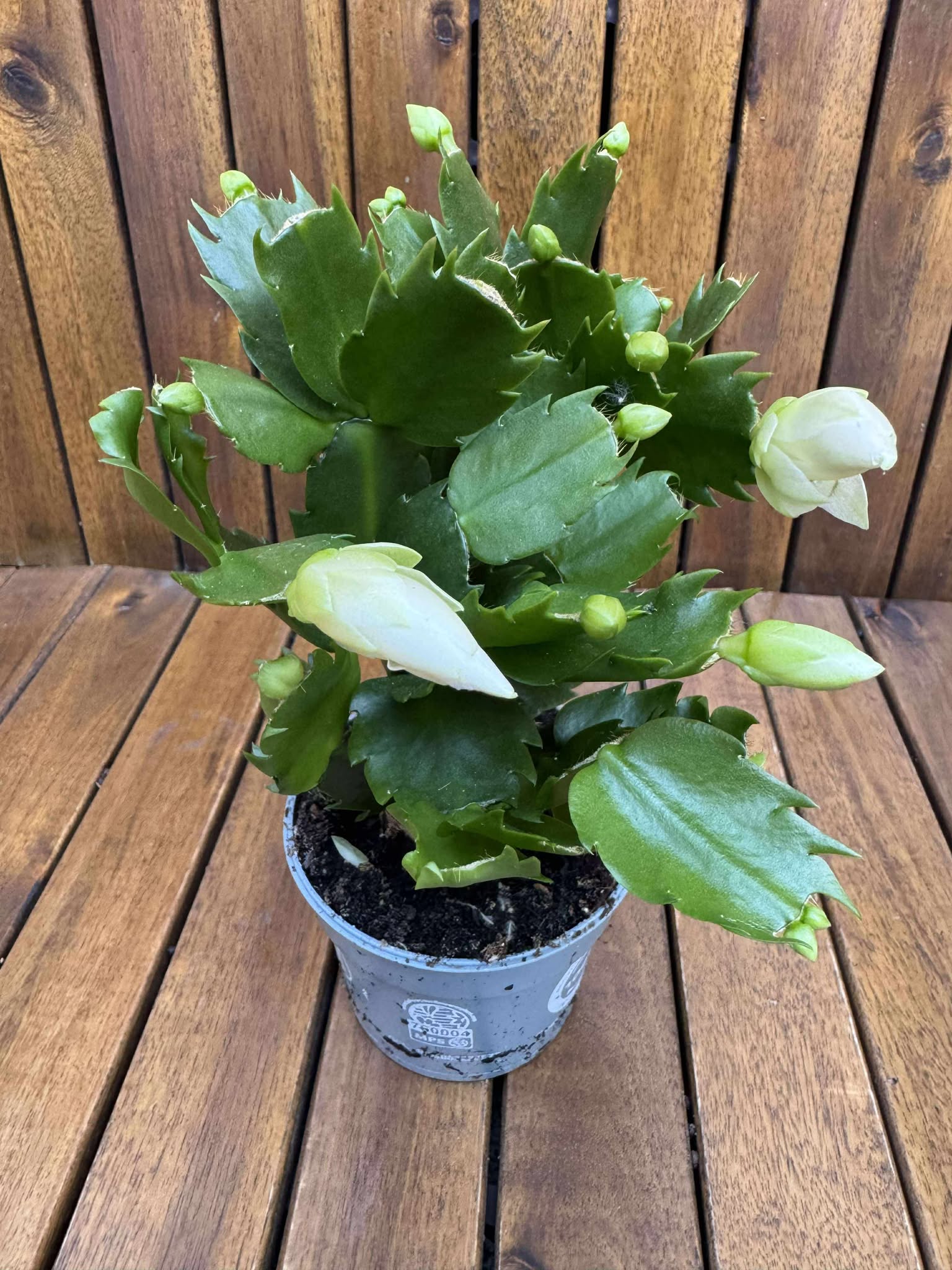 Schlumbergera/Cactusul Craciunului, alb