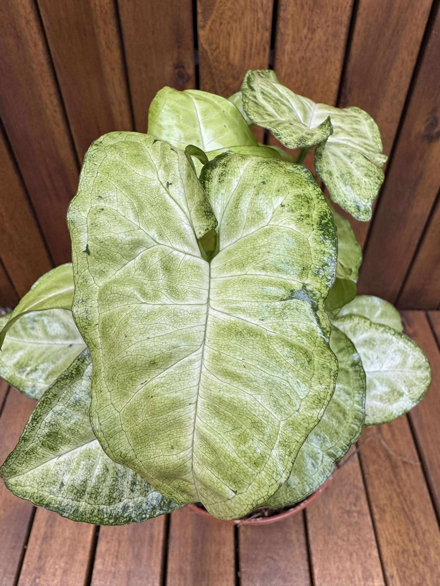 Syngonium Arrow