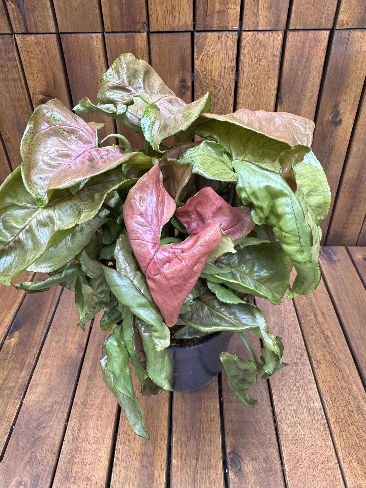Syngonium Maria