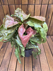Syngonium Maria