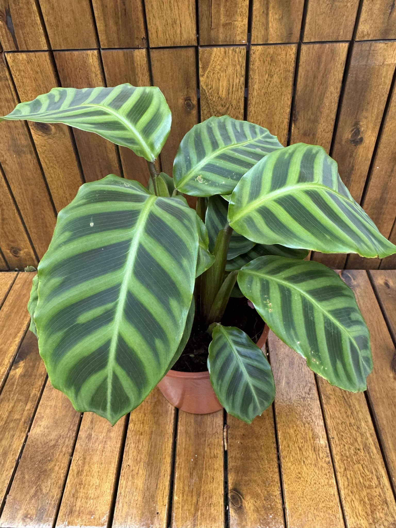 Calathea Zebrina