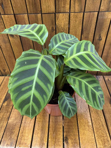 Calathea Zebrina