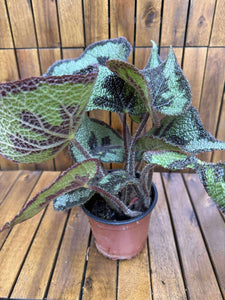 Begonia Masoniana