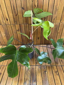 Philodendron Green Florida