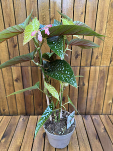 Begonia Maculata Silver Spot