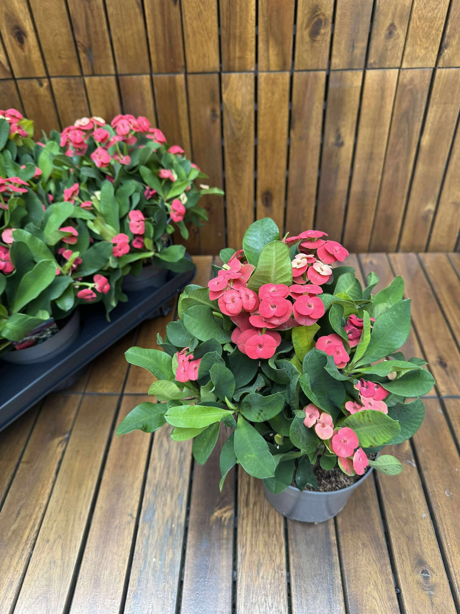 Euphorbia Milli Vulcanus