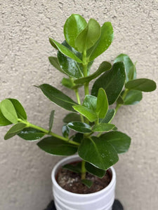 Clusia Rosea