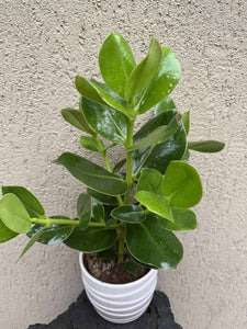 Clusia Rosea