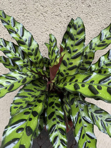 Calathea Lancifolia