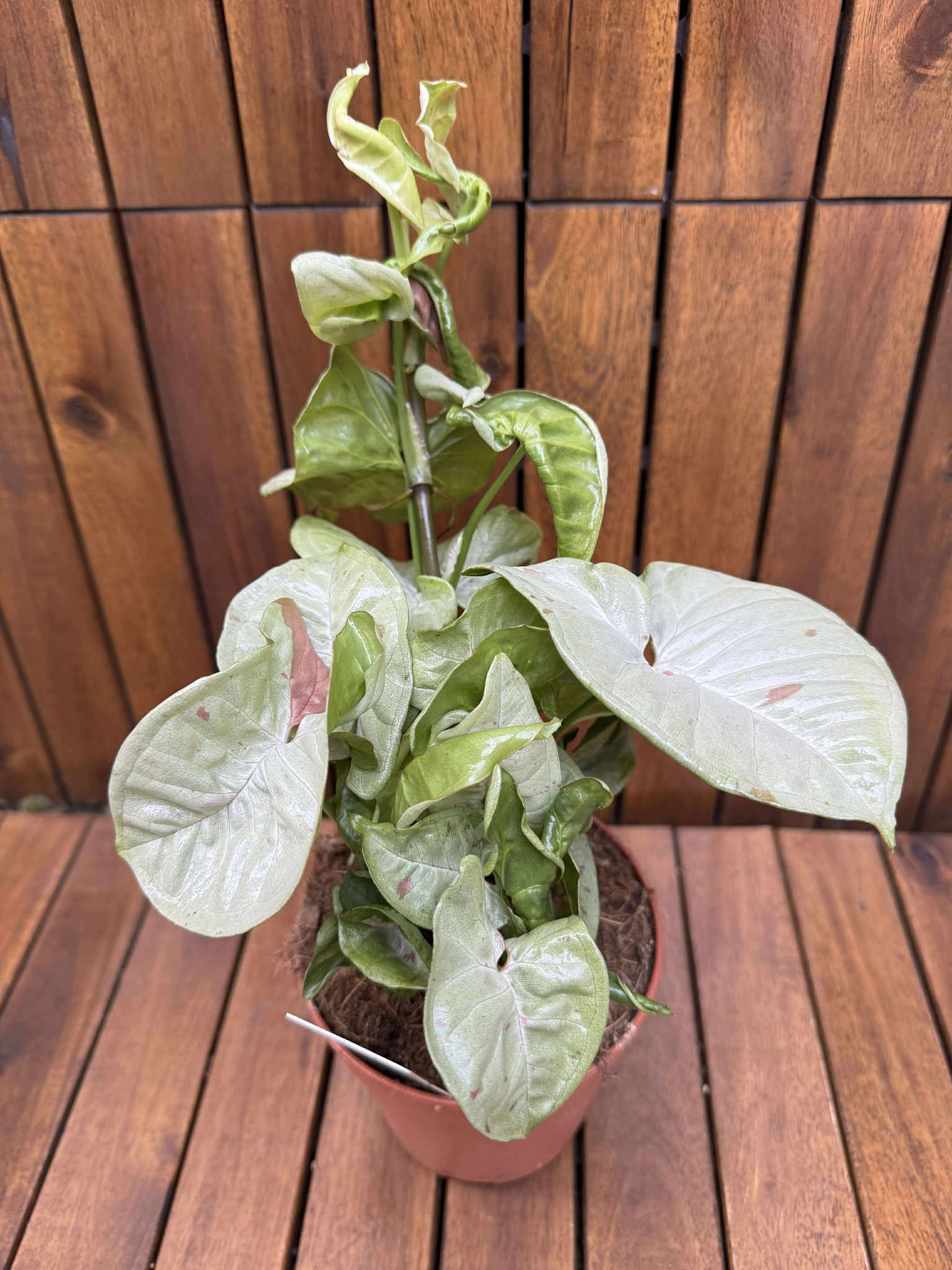Syngonium Milk Confetti
