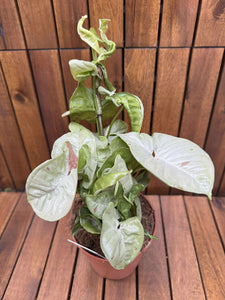 Syngonium Milk Confetti
