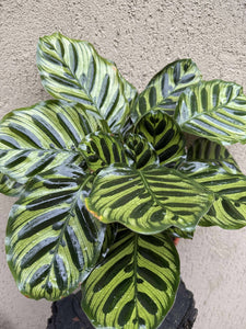 Calathea Makoyana