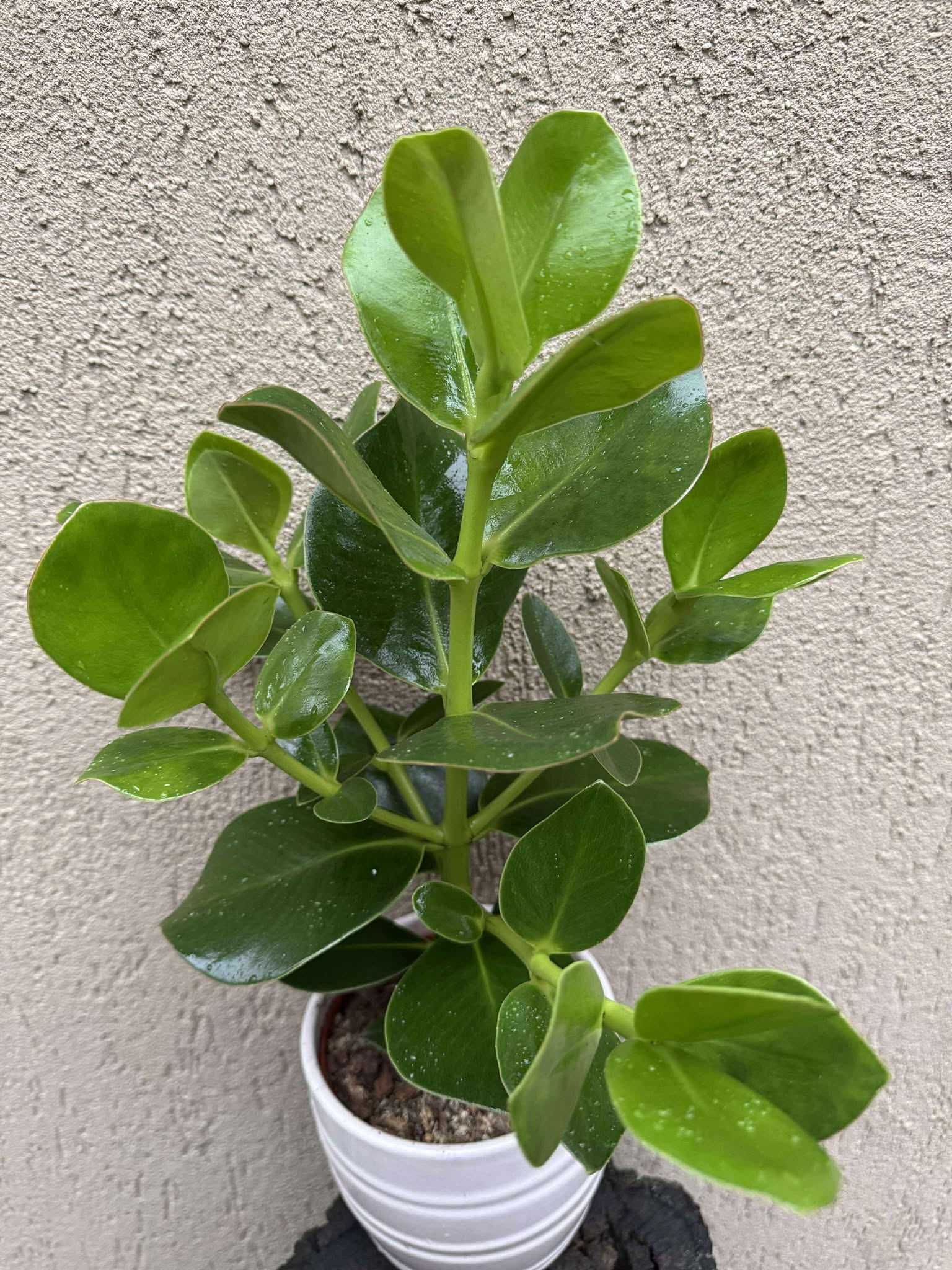 Clusia Rosea