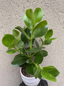 Clusia Rosea