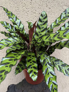 Calathea Lancifolia