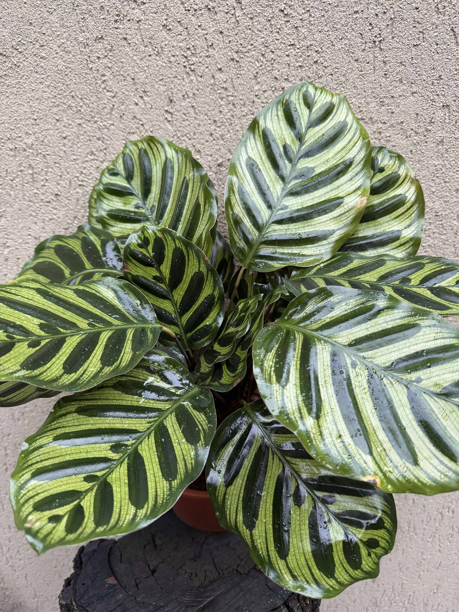 Calathea Makoyana