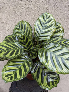 Calathea Makoyana