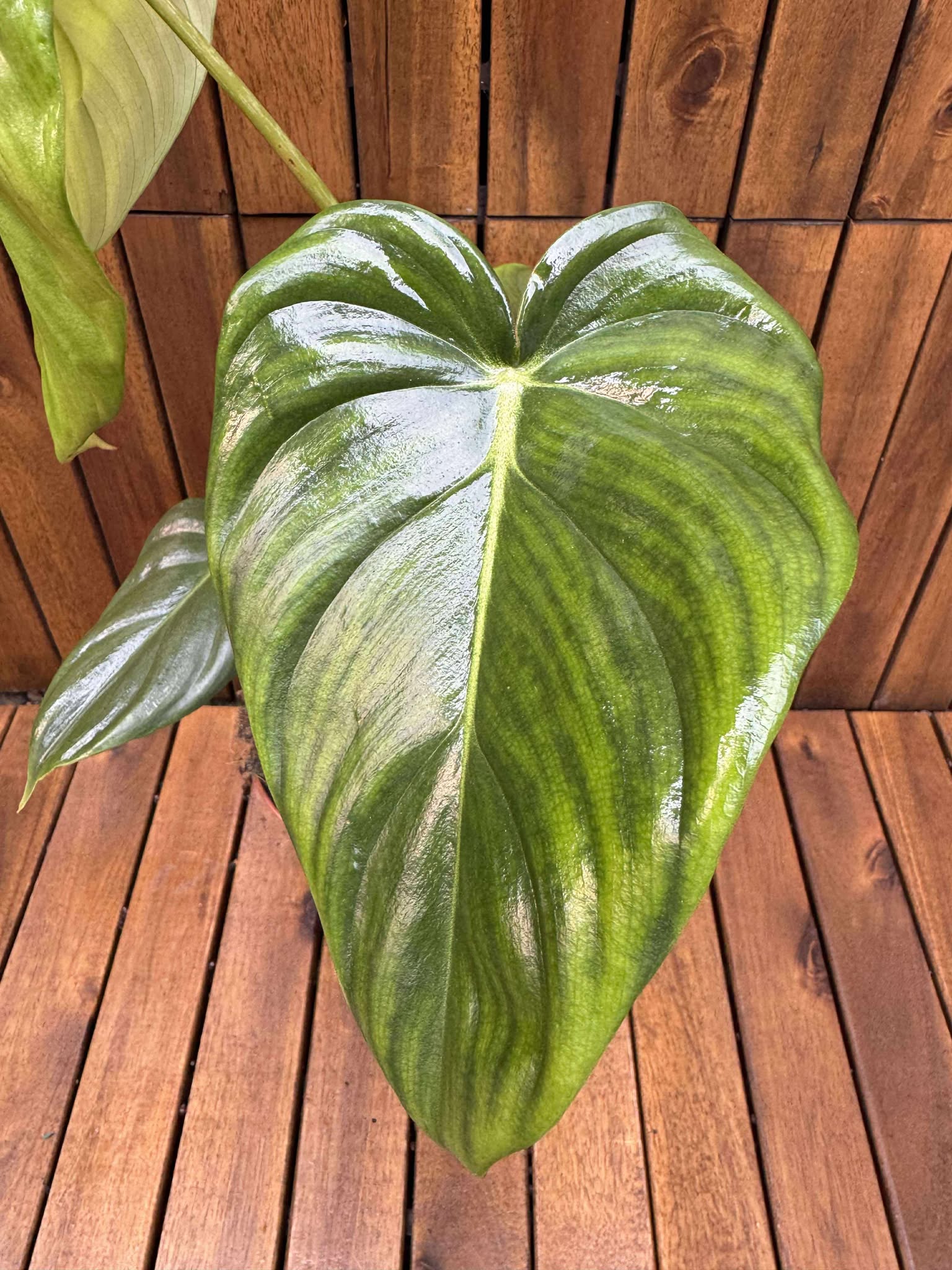 Philodendron Pastazanum