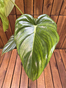 Philodendron Pastazanum