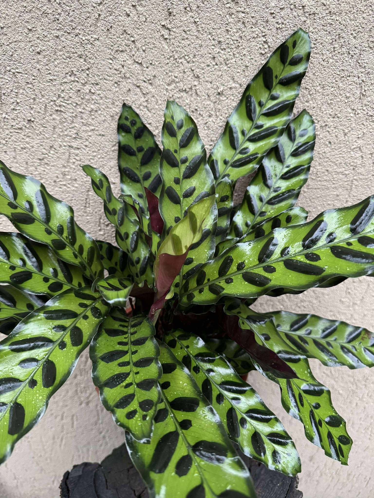 Calathea Lancifolia
