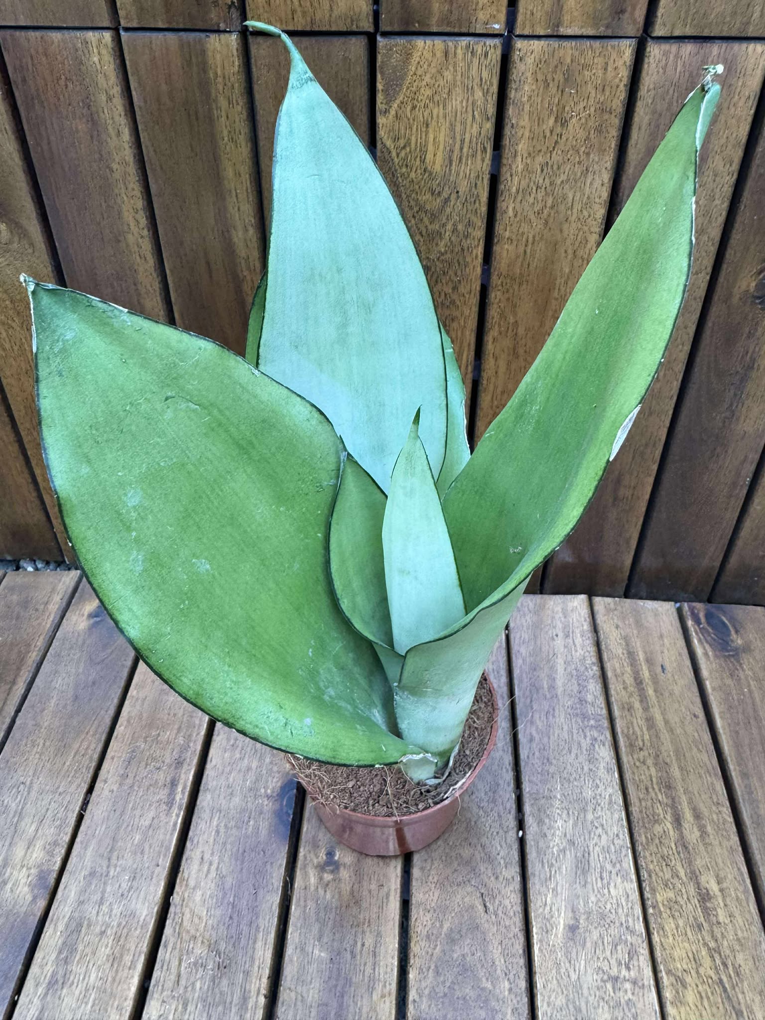 Sansevieria Moonshine