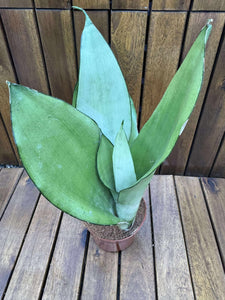 Sansevieria Moonshine