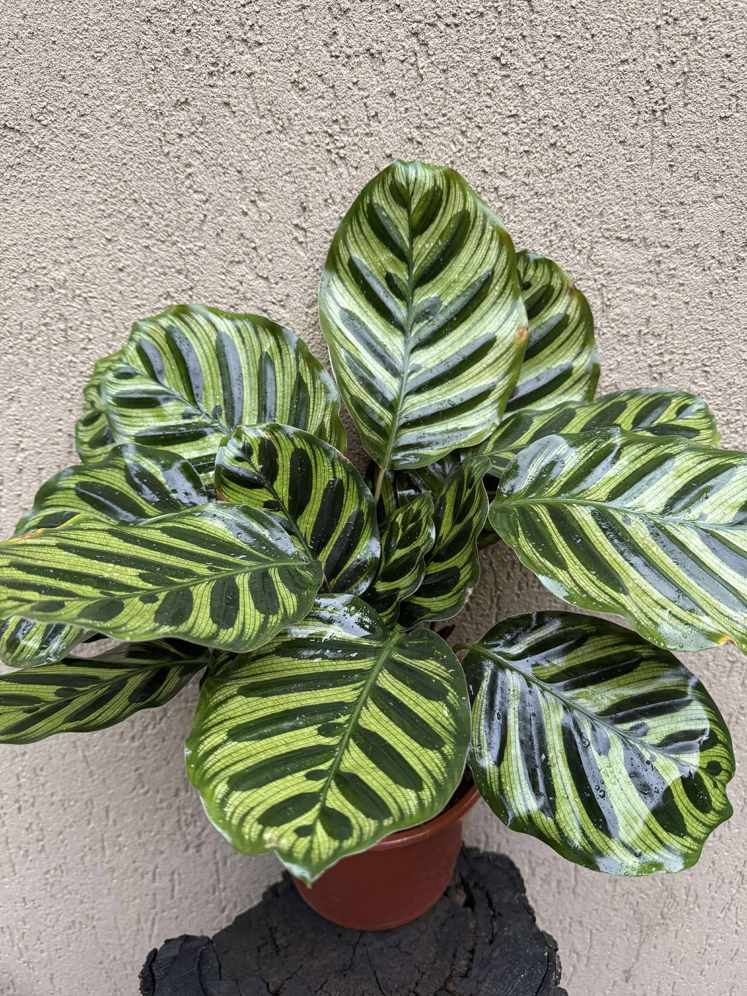 Calathea Makoyana