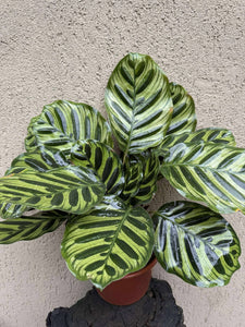 Calathea Makoyana