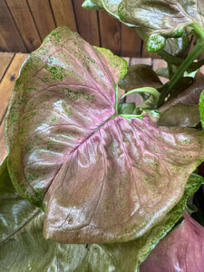 Syngonium Maria