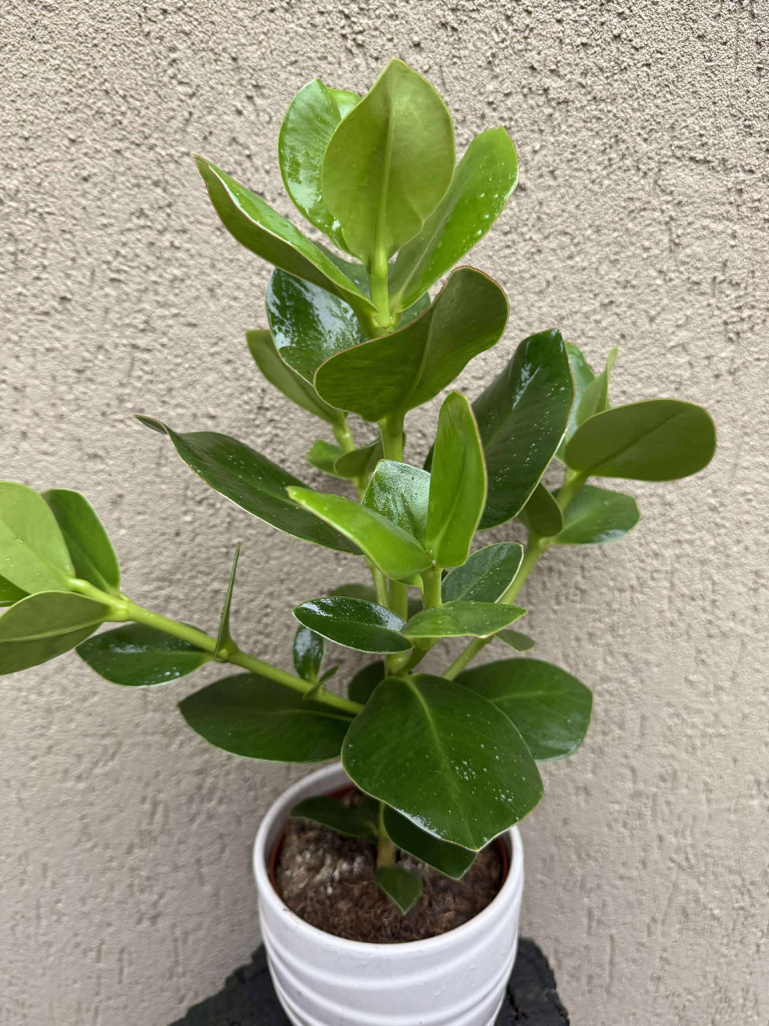 Clusia Rosea